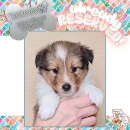 Girl 1 - Snickerdoodle - Sable and white female Shetland Sheepdog puppy in Elberton, Georgia from Ioney's Southern Paws Shelties, Frenchies, and Yorkies