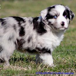 Miniature Australian Shepherd Puppies from Mutton Creek Aussies
