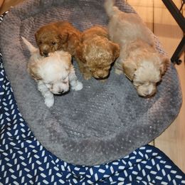 Maltipoo Puppies from Snow Pond Farm