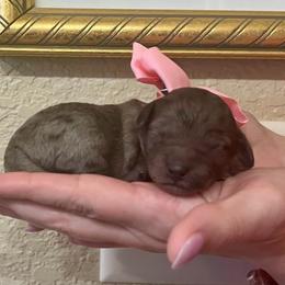 Allie - Blue merle female Aussiedoodle puppy in Midlothian, Texas from Gray Doodles