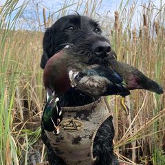 German Wirehaired Pointer puppies from Granite State Gun Dogs