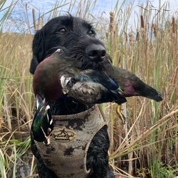 German Wirehaired Pointer puppies from Granite State Gun Dogs