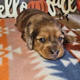 Linus - Dapple male Dachshund puppy in Ohio from Brooke's Darling Dachshunds