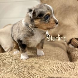 Girl 8 - Miniature American Shepherd puppy in Eclectic, Alabama from Solid Rock Miniature American Shepherds