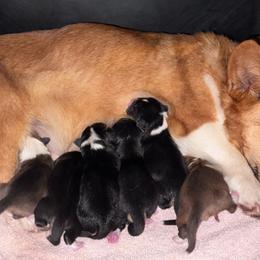 Pembroke Welsh Corgi puppies from Rising JM Pembrokes