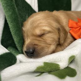 Orange Collar - Male 3 - Golden male Golden Retriever puppy in Bonanza, Oregon from Gold 'N Dust Ranch