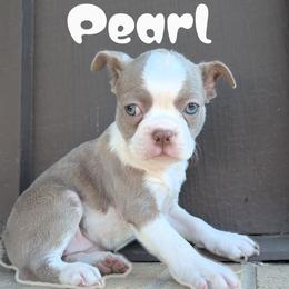 Pearl - Lilac female Boston Terrier puppy in Lakewood, Colorado from Jeff's Boston Terriers