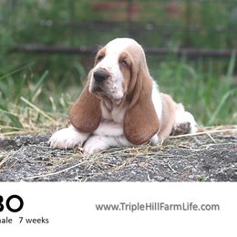 Bo - Red and white male Basset Hound puppy in Jefferson City, Missouri from Triple Hill Farm