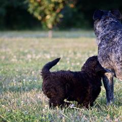 Saint Berdoodle Puppies from Highland Ridge Doodles