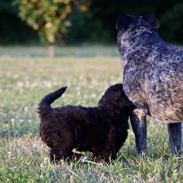 Saint Berdoodle Puppies from Highland Ridge Doodles