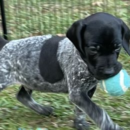 German Shorthaired Pointers from Matilda’s Haus Kennel