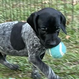 German Shorthaired Pointers from Matilda’s Haus Kennel