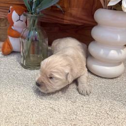 Bucket - Light golden male Golden Retriever puppy in Grant County, Indiana from On The Sunny Side Pavey Farms