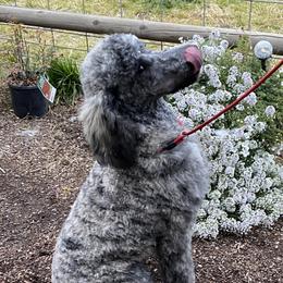 Rogue - Poodle
