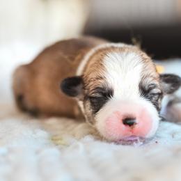 Orange collar male - Sable male Pembroke Welsh Corgi puppy in Mona, Utah from Sorensen Corgis