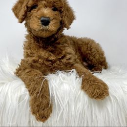 Goldendoodle and Labradoodle Puppies from Must Love Doodles