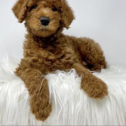 Goldendoodle and Labradoodle Puppies from Must Love Doodles
