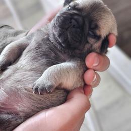 Baby boy - Fawn male Pug puppy in Kodak, Tennessee from My Princess Pugs