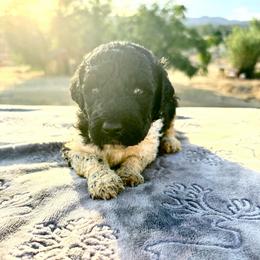 Elm - Parti male Poodle puppy in Meadowbrook, California from Standard Poodle Pups
