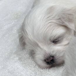 Maltese Puppies from AKC Maltese California