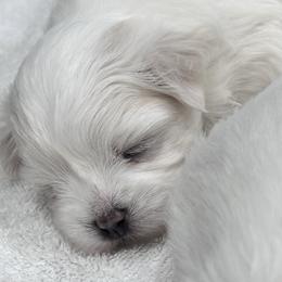 Maltese Puppies from AKC Maltese California
