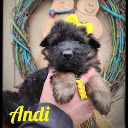 Andi - Black and tan female German Shepherd puppy in Fort Jennings, Ohio from Von Holtzapple German shepherds