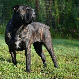 Meana - Cane Corso