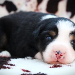 Hannah - Black tri female Miniature Australian Shepherd puppy in Ixonia, Wisconsin from Hunt N Oaks