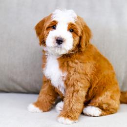Aussiedoodle, Australian Mountain Doodle, and Bernedoodle Puppies from Cottonwood Creek Doodles