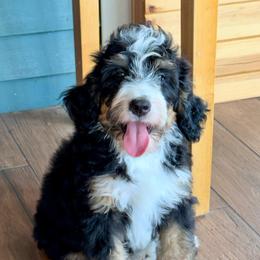 Geneva - Tri-color female Bernedoodle puppy in Beecher, Illinois from Erica’s Doodles