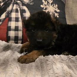 Male 1 - Black and red male German Shepherd puppy in Sumner, Iowa from Vom Wilke Kennels