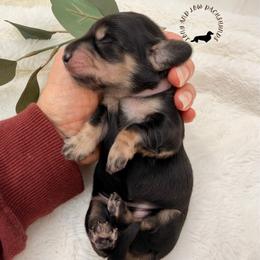 Black and cream female purple - Black and cream female Dachshund puppy in Nampa, Idaho from Long_and_Low_Dachshunds
