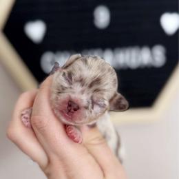 Louie - Merle male Chihuahua puppy in Harrison, Michigan from Cloud9 Chihuahuas