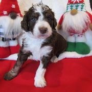 Bordoodle Puppies from Morning Walk Farm Kennels
