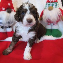 Bordoodle Puppies from Morning Walk Farm Kennels