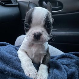 Boston Terriers from PDX Purebred Bostons