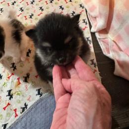 Dior - Black and tan parti female Pomeranian puppy in Leesburg, Virginia from Capital Poms & Pomskies