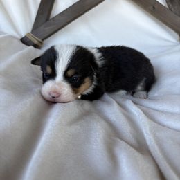Boy 2 - White and black Pembroke Welsh Corgi puppy in Dugspur, Virginia from Camelot Corgis