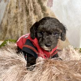 Asher - Chocolate male Goldendoodle puppy in Sheridan, Arkansas from Arkie Doodles