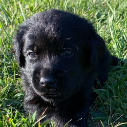 Blue - Black male Labrador Retriever puppy in Tiverton, Rhode Island from Our Little Farm
