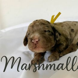 Marshmallow - Merle male Goldendoodle puppy in Windsor, Colorado from Front Range Family Doodles