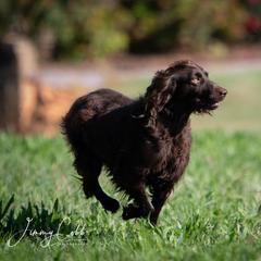 Lily - Boykin Spaniel