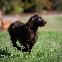 Lily - Boykin Spaniel