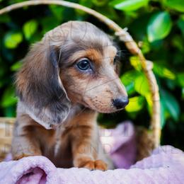 Pearl - Dapple female Dachshund puppy in Temecula, California from Naomi Magee's Dachshund Kennel