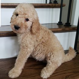 Goldendoodle and Poodle Puppies from C.P. Puppy Buddies