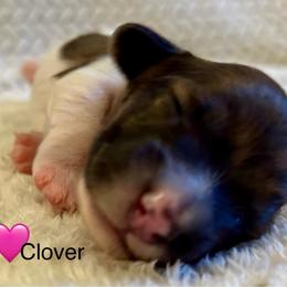 Clover - Brindle female Dachshund puppy in Huntington, Arkansas from Rockstar.Weiners