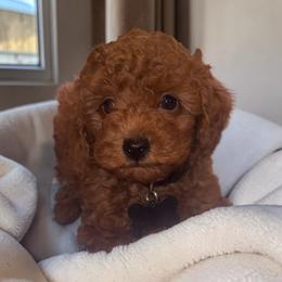 Milo - Red  male Poodle puppy in Okc, Oklahoma from Designer Poos By Diva