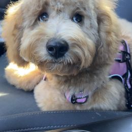 Bernedoodle and Goldendoodle All Grown Up from Doodles of North Tx