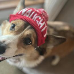 Pembroke Welsh Corgis from Holly Hanni's Pembroke Welsh Corgis