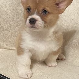 Pembroke Welsh Corgis from 4G Farms